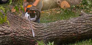 How Our Tree Care Process Works  in  Vicksburg, MS